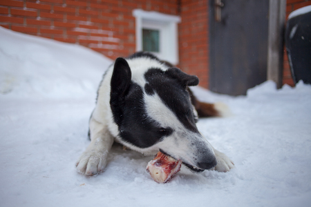 the dog is lying on snow and gnaws a boneの写真素材