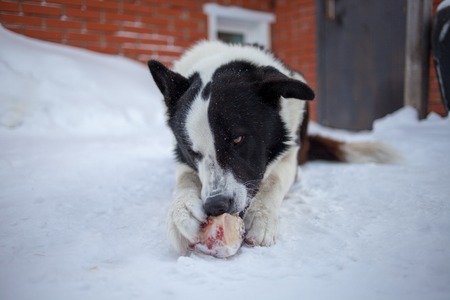 the dog is lying on snow and gnaws a boneの写真素材