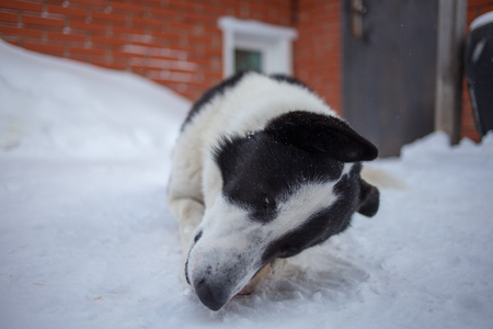 the dog is lying on snow and gnaws a boneの写真素材