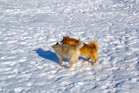 Two puppies playing in winterの写真素材