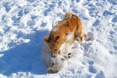 Two puppies playing in winterの写真素材