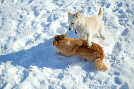 Two puppies playing in winterの写真素材