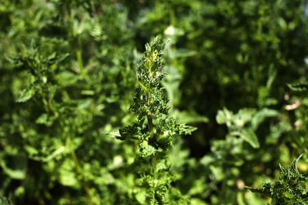 Mint growing in private garden, bright juicy and refreshing