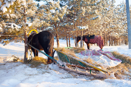 Horse pulling sleigh in winter . Old winter transport. Sunsetの写真素材