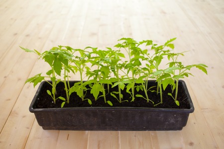 Growing and planting tomatoes with their own hands.の写真素材