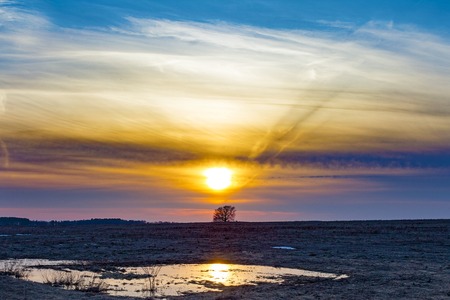 a lonely oak in a field at sunset. Russiaの写真素材