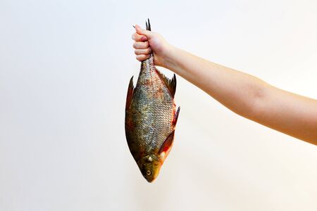 Fish bream in girl's hands, white background. Cooking Fish