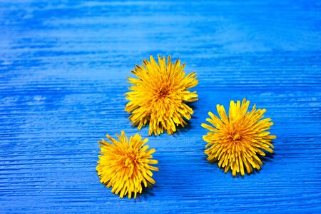 yellow dandelions on blue wooden background. flowerの写真素材