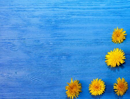 yellow dandelions on blue wooden background. flowerの写真素材