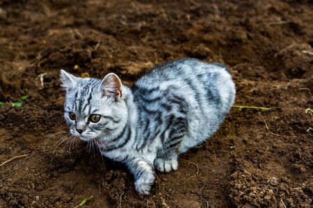 Gray kitten playing on the groundの写真素材