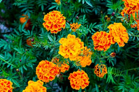 Beautiful marigold flowers. Close-up marigold flowers (Tagetes erecta)の写真素材