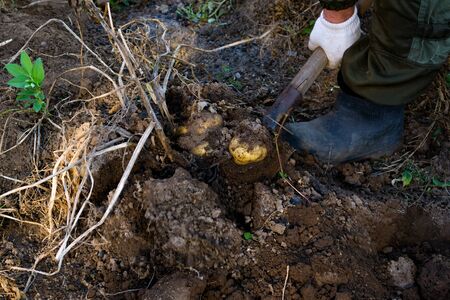 a man digs potatoes with a shovel.の写真素材