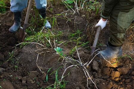 a man digs potatoes with a shovel.