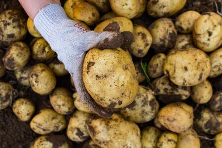 Fresh potatoes in the hands of a farmer on the background of the ground. New crop Russiaの写真素材