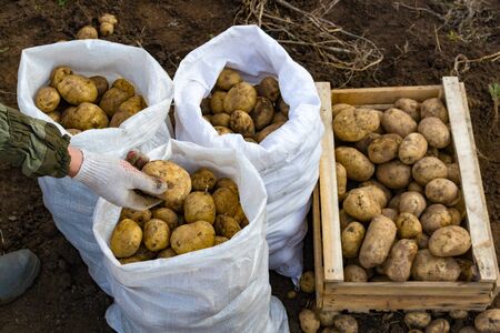 Potatoes in bags and in a wooden box on the field. Russiaの写真素材