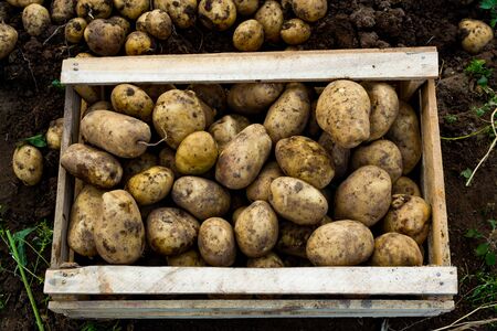 Potatoes in a wooden box. Potato field. Harvest.の写真素材