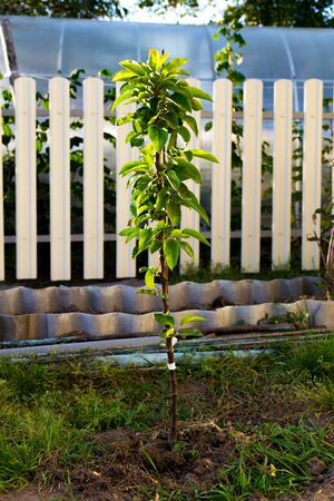 Young trees cherry garden. Trees of sweet cherry with green leavesの写真素材