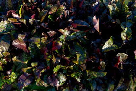 beet leaves in the garden top view. beetの写真素材