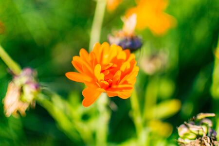 calendula flower in the gardenの写真素材
