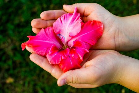 closeup of beautiful nails with french and pink flowersの写真素材