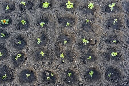 Planting marigolds in a flower bed, street improvement