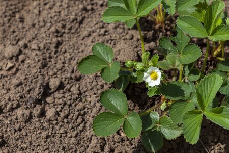 Blooming strawberry seedlings in the garden. Strawberry seedlingの写真素材