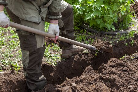 A construction worker digs a trench with a shovel in the Park. A trench for a pipeline or cable