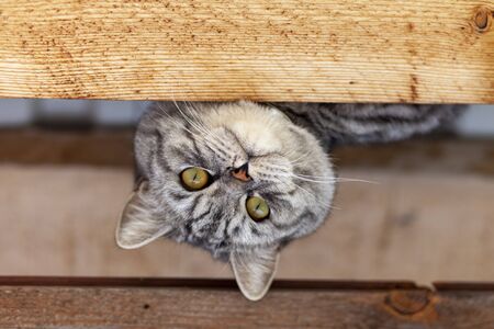 the grey cat has climbed up and is peepingの写真素材