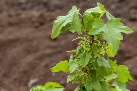 currant branch in spring, small green berries after floweringの写真素材