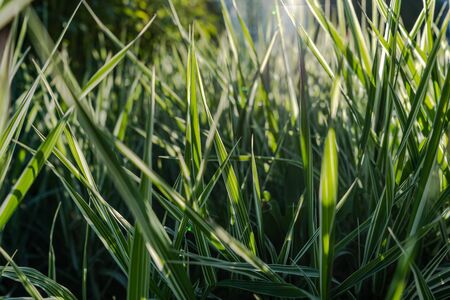 Beautiful grass Sedge, the rays of the sun