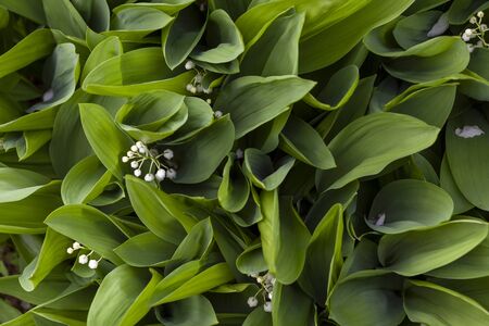 Many blooming lilies of the valley feed from above