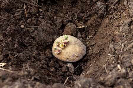 Planting potatoes in the field, potatoes with sprouts in the groundの写真素材