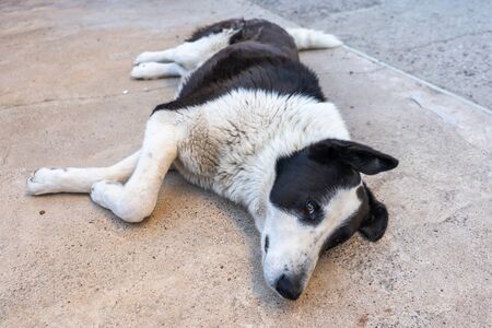 Russian European Laika is lying on the asphalt
