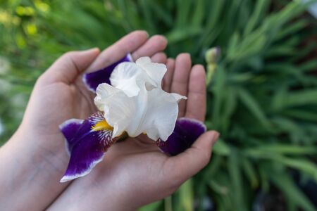 Iris flower in the girl's hands