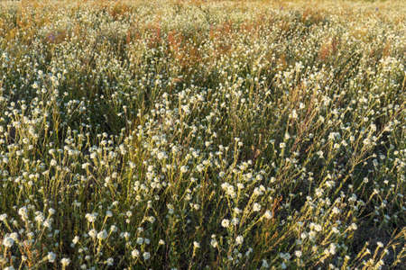 blooming flower berteroa incana in the meadow