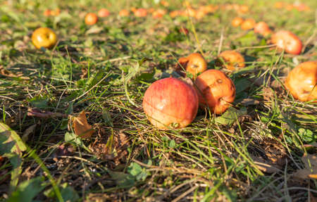 An Apple that fell on the grass. Autumn Apple harvestの写真素材