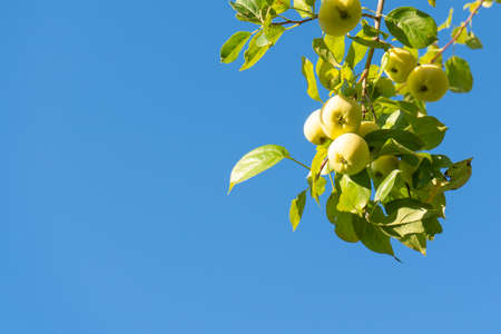 green Apple fruit against the blue sky, wild Apple treeの写真素材