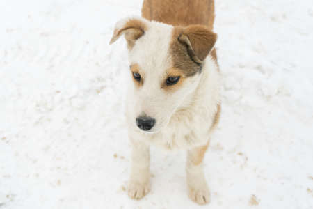 An abandoned puppy stands with its paws in the snow. Portrait of a mongrel puppy