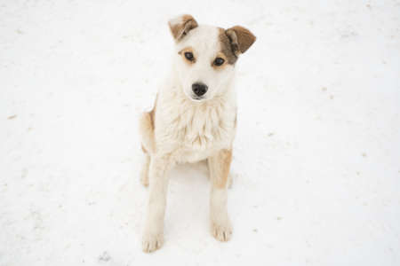 Portrait of a hungry mongrel puppy standing in the snowの写真素材