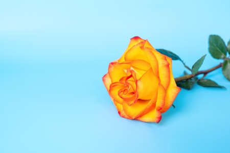 Beautiful orange rose on blue background, tea roseの写真素材