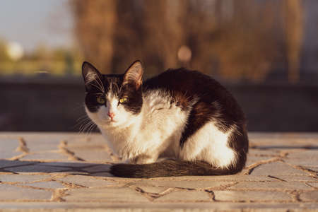 Lonely black-white cat on the street. Looking into the camera