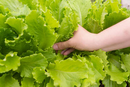 Woman's hand picks a green leaf of lettuce from the gardenの写真素材
