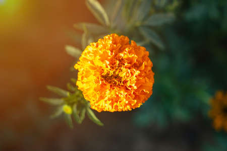 Bright orange marigold flower, golden flower bud in the sunlightの写真素材
