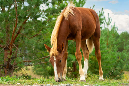 A young brown foal eats grass on the edge of a pine forestの写真素材