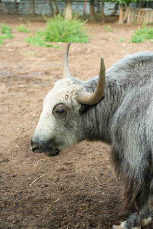 A bull of a domestic yak with large horns and gray furの写真素材