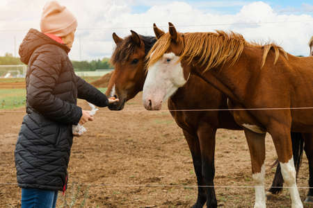 A woman in a black down jacket holds out a carrot to the horses on an open palm, close-upの写真素材