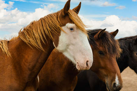The head of a brown horse is a close-up. Horses in the pastureの写真素材