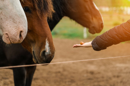 A woman's hand holds out a carrot to the horses on an open palm, close-upの写真素材
