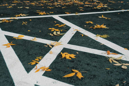 Markings on the asphalt prohibiting parking, yellow autumn leaves on the asphaltの写真素材