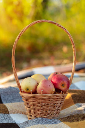 A basket with apples in nature stands on a picnic blanketの写真素材